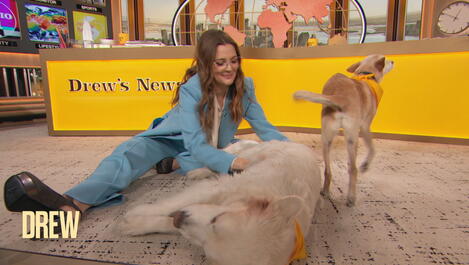 Drew on a Golden Retriever Paradise in Vermont | Drew's News