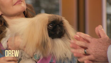 Don Sturz Gives Drew and Ross Mathews a Sneak Peek into the 2024 Westminster Dog Show