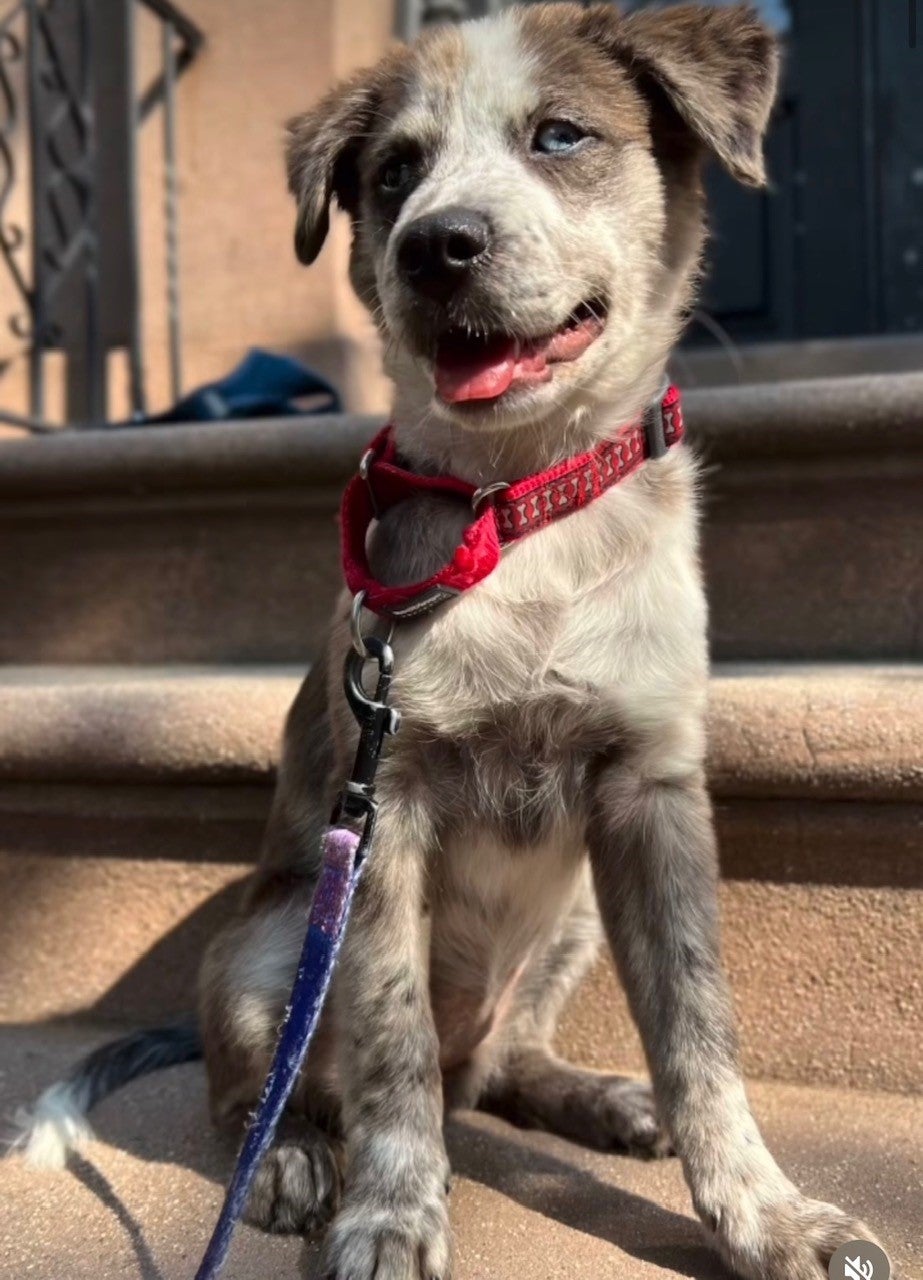 Want to Adopt a Recue Dog?? Look No Further.