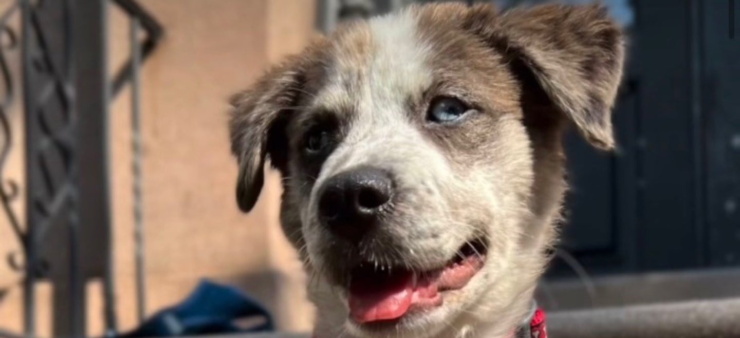 Want to Adopt a Recue Dog?? Look No Further.