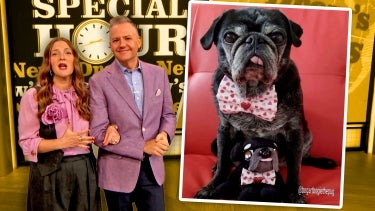 You Can Get a Plush Toy Made of Your Rescue Pet | Drew's Little Yellow Book