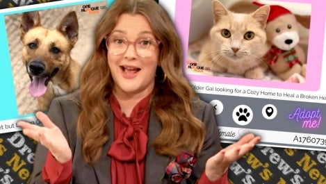 Zoom Dating Service Matches Animals with Their Forever Homes | Drew's News